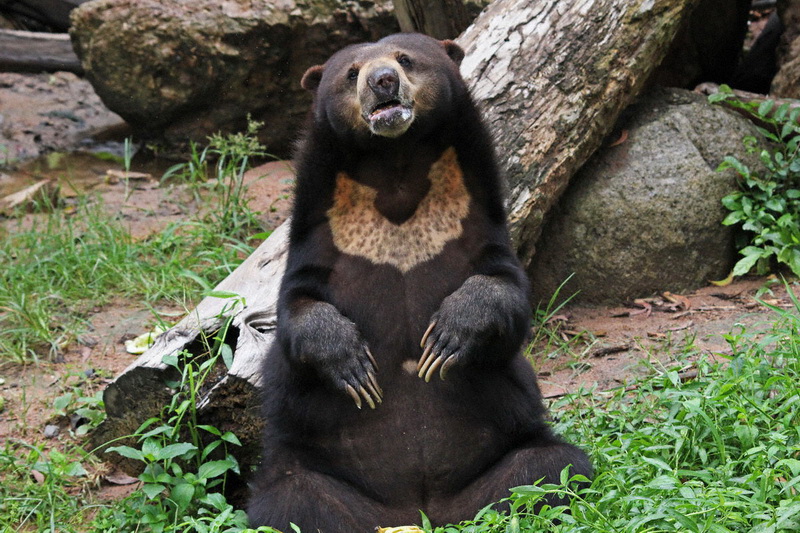 Thailand, Pattaya, Khao Kheow Open Zoo